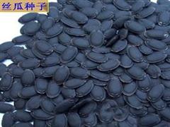 丝瓜仁