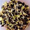 黑豆芽