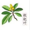 枇杷叶