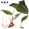 白附子