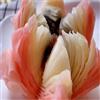 莲花酥
