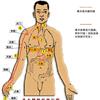 归入肺经