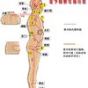 归入胆经