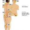 归入膀胱经