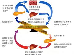 什么是胰高血糖素？胰高血糖素与减肥的关系