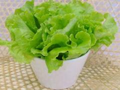 西生菜在减肥中的妙用