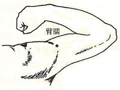 臂臑