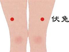 伏兔