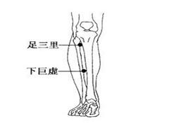 下巨虚