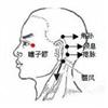 瞳子髎