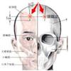 头临泣
