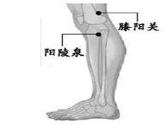 膝阳关