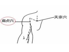 肩贞