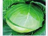 卷心菜的营养、药用价值与食用功效