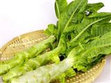 莴苣的营养价值与食用功效