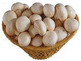 蘑菇的营养价值与食用功效
