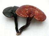 灵芝的营养价值、食用功效与注意事项