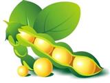 大豆卵磷脂的功效