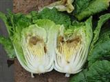 防不胜防 5种食物易引发食物中毒