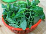 野菜的营养评价和中医功效