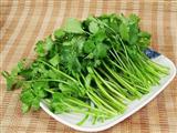 香菜煮水喝防治风疹疙瘩