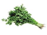 闻香菜根的香气能健脾开胃